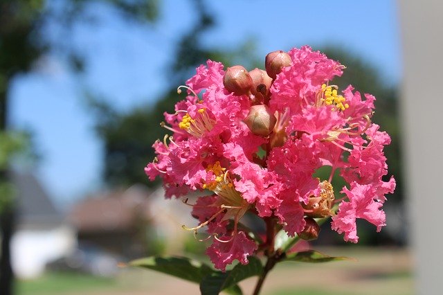 Free download Crepe Myrtle Flowers Pink -  free photo or picture to be edited with GIMP online image editor