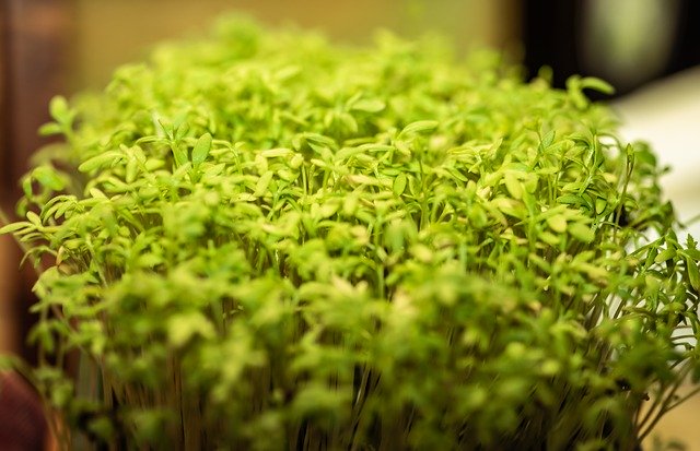 Free download Cress Seedlings Bio -  free photo or picture to be edited with GIMP online image editor