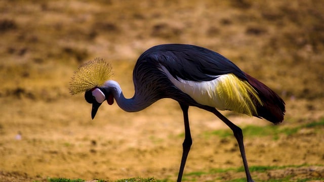 Free download crested crane bird animal wildlife free picture to be edited with GIMP free online image editor