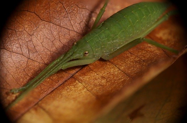 Free download Cricket Insect Grasshopper -  free photo or picture to be edited with GIMP online image editor