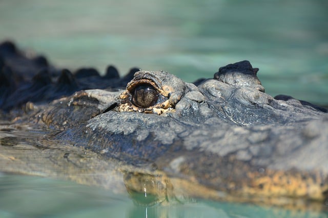 Free download crocodile eye animal nature free picture to be edited with GIMP free online image editor