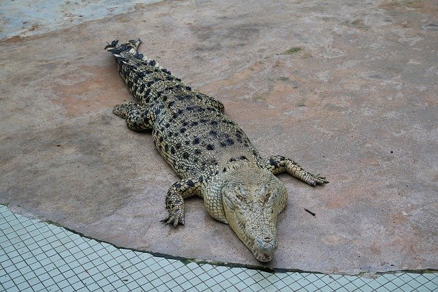 Free download Crocodile Farm Zoo -  free photo or picture to be edited with GIMP online image editor