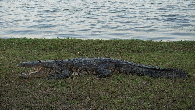 Free download Crocodile Nature Animals -  free photo or picture to be edited with GIMP online image editor