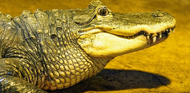 Free download crocodile reptile animal free picture to be edited with GIMP free online image editor