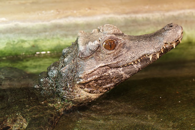 Free download crocodile reptile animal predator free picture to be edited with GIMP free online image editor