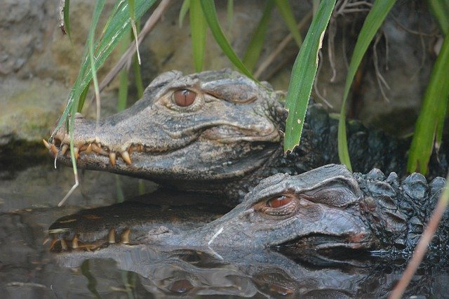 Free download Crocodile Reptile Animals -  free photo or picture to be edited with GIMP online image editor