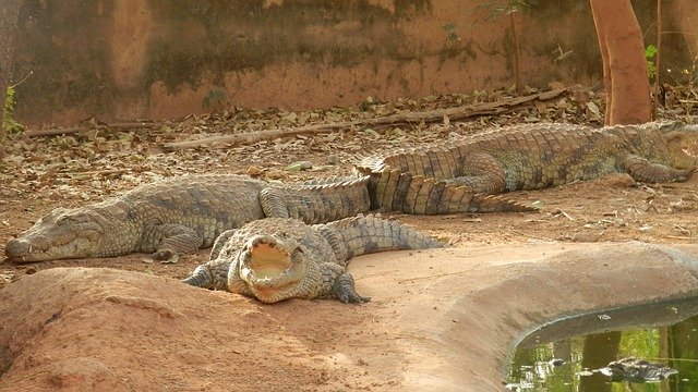 Free download Crocodiles Africa Burkina Faso -  free photo or picture to be edited with GIMP online image editor