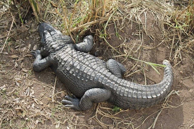 Free download Crocodile Scavenger Wildlife -  free photo or picture to be edited with GIMP online image editor