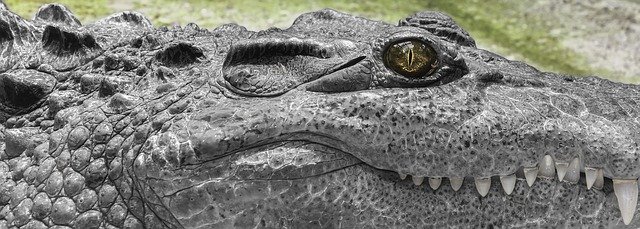 ดาวน์โหลดเทมเพลตรูปภาพฟรี Crocodile White Wild เพื่อแก้ไขด้วยโปรแกรมแก้ไขรูปภาพออนไลน์ GIMP