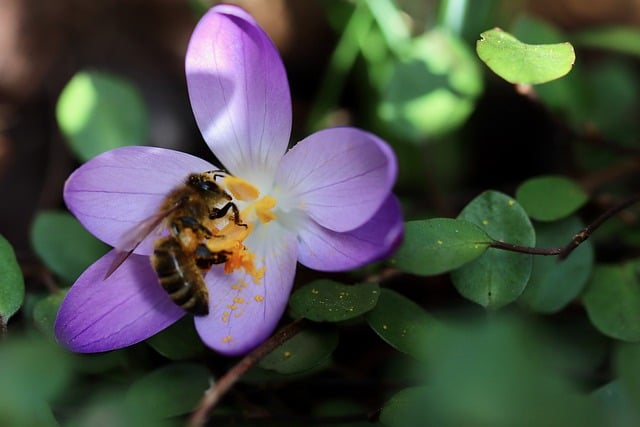 Free download crocus bee pollen honey bee free picture to be edited with GIMP free online image editor