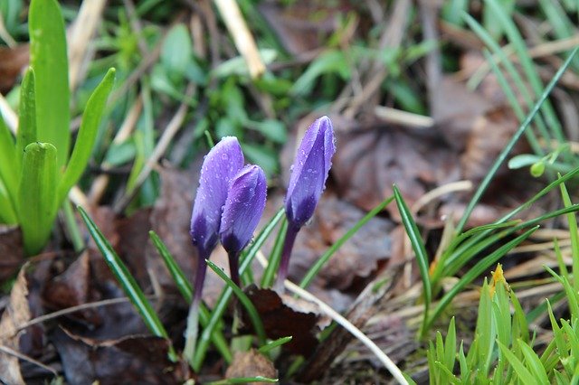 Free download Crocus Blue Flowering -  free photo or picture to be edited with GIMP online image editor