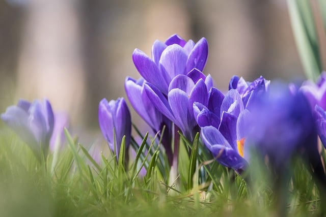 Free download crocus crocus flowers flower spring free picture to be edited with GIMP free online image editor