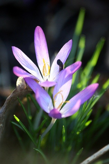 Free download crocus duet blossoms free picture to be edited with GIMP free online image editor