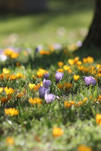 Free download crocuses blossom bloom flora free picture to be edited with GIMP free online image editor