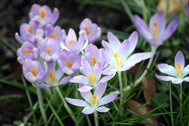 Free download crocuses blossoms spring free picture to be edited with GIMP free online image editor