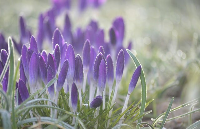 Free download crocuses early dew morning dew free picture to be edited with GIMP free online image editor