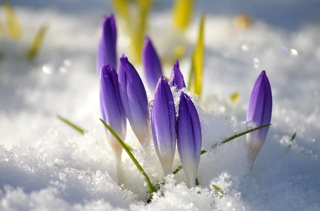 Free download crocuses flowers petals snow free picture to be edited with GIMP free online image editor