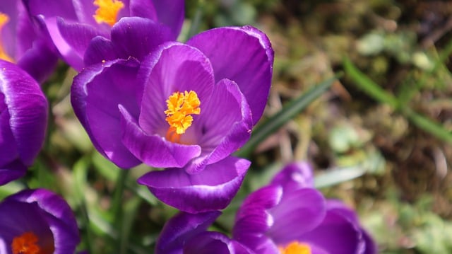 Free download crocuses flowers plants free picture to be edited with GIMP free online image editor