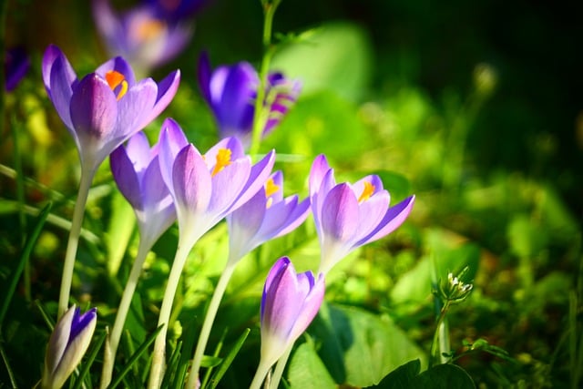 Free download crocuses flowers spring free picture to be edited with GIMP free online image editor