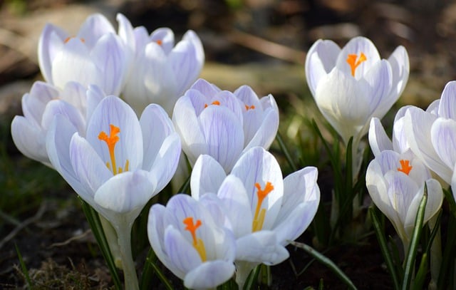 Free download crocuses plants petals free picture to be edited with GIMP free online image editor