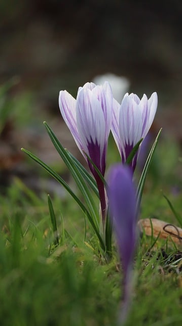 Free download crocuses purple crocuses spring free picture to be edited with GIMP free online image editor