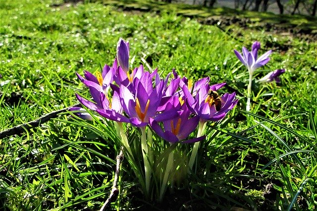 Free download Crocuses Winter Bloom -  free photo or picture to be edited with GIMP online image editor