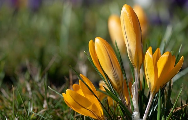 Free download crocuses yellow crocuses free picture to be edited with GIMP free online image editor