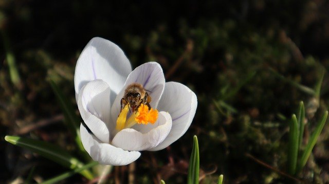 Free download crocus flower bee insect bloom free picture to be edited with GIMP free online image editor