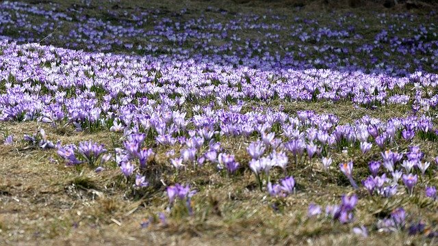 Free download Crocus Flower Chochołowska Valley -  free photo or picture to be edited with GIMP online image editor