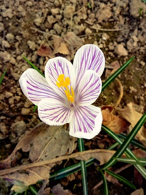 Free download Crocus Flower Macro -  free photo or picture to be edited with GIMP online image editor