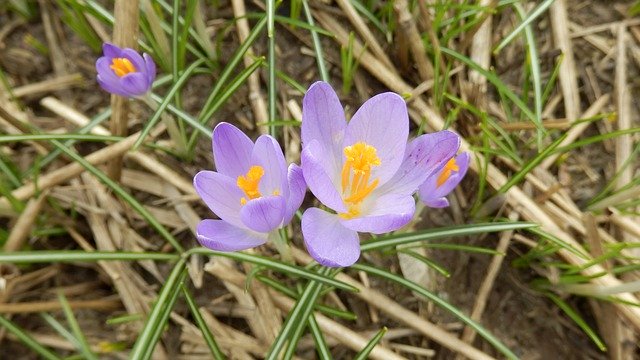 Free download Crocus Flower Plant -  free photo or picture to be edited with GIMP online image editor