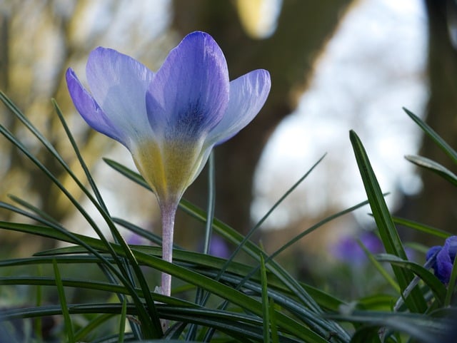 Free download crocus flower plant petals free picture to be edited with GIMP free online image editor