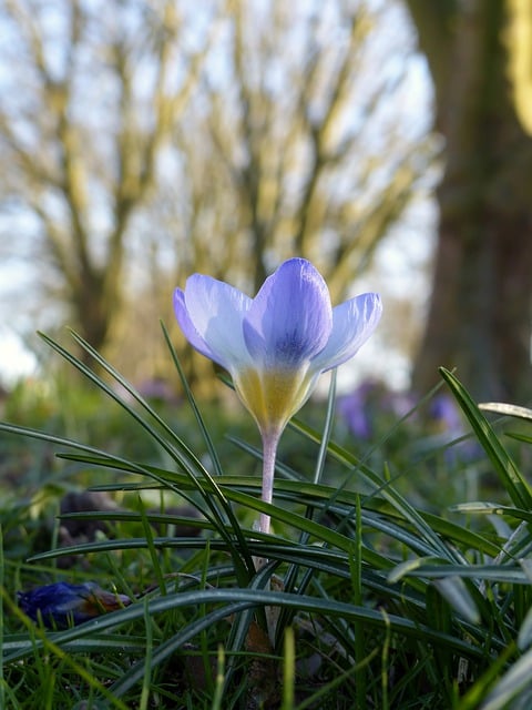 Free download crocus flower plant petals blossom free picture to be edited with GIMP free online image editor