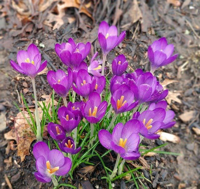 Crocus Flower Purple