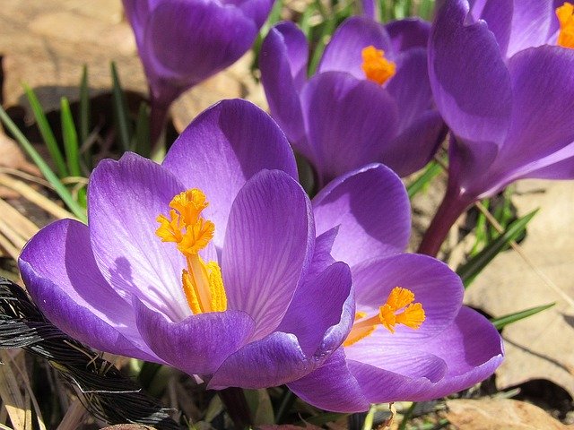 Free download Crocus Flowers Bloom -  free photo or picture to be edited with GIMP online image editor