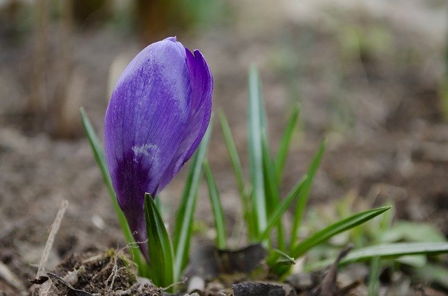 Free download Crocus Flower Spring -  free photo or picture to be edited with GIMP online image editor