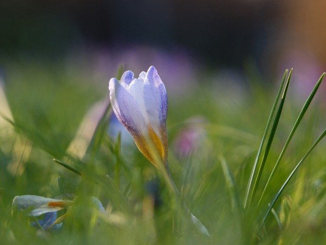 Free download crocus flower spring blossom bloom free picture to be edited with GIMP free online image editor