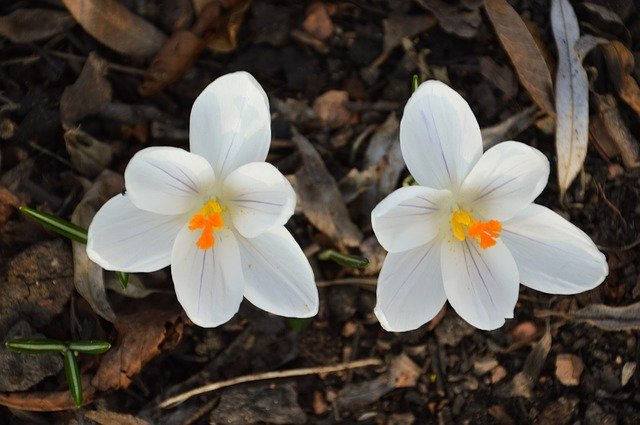 Free download Crocus Flower White -  free photo or picture to be edited with GIMP online image editor