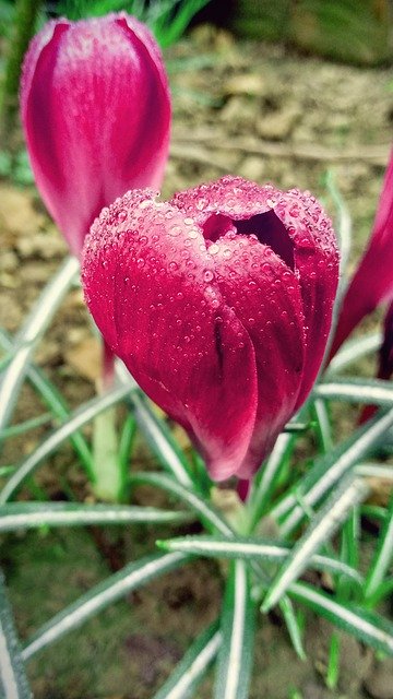 Free download Crocus Garden Fuchsia -  free photo or picture to be edited with GIMP online image editor