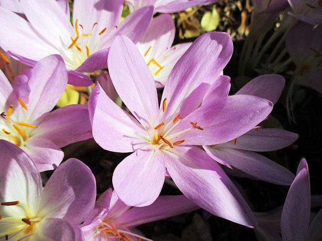 Free download Crocus Herbstzeitlose Autumn -  free photo or picture to be edited with GIMP online image editor