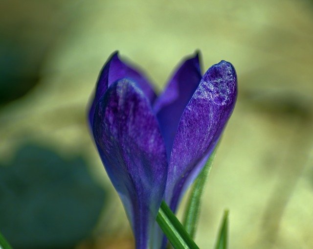 Free download Crocus In Ozark Spring -  free photo or picture to be edited with GIMP online image editor