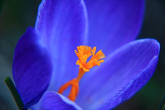 Free download Crocus Macro Flower -  free photo or picture to be edited with GIMP online image editor