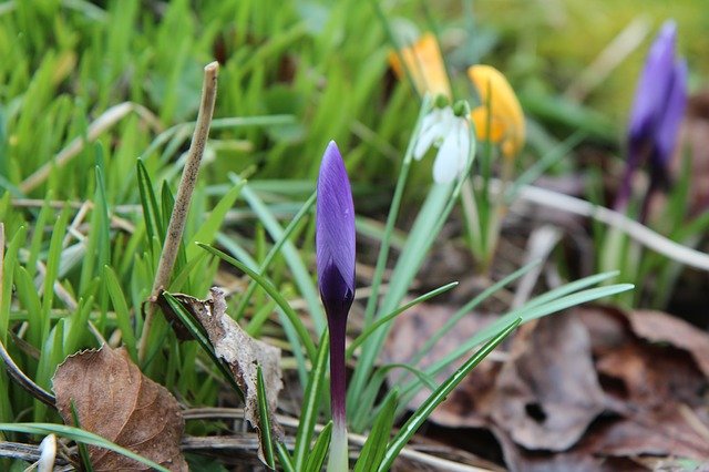 Free download Crocus Nature Flowering -  free photo or picture to be edited with GIMP online image editor