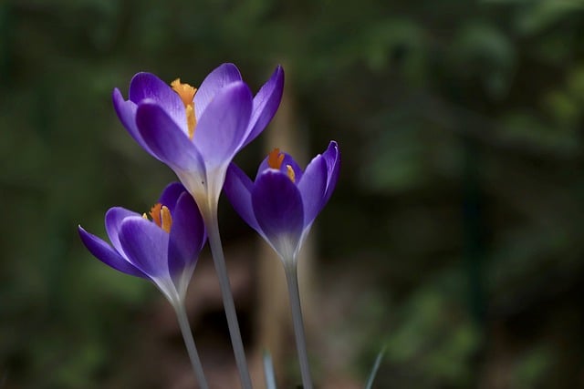 Free download crocus petals stamens free picture to be edited with GIMP free online image editor