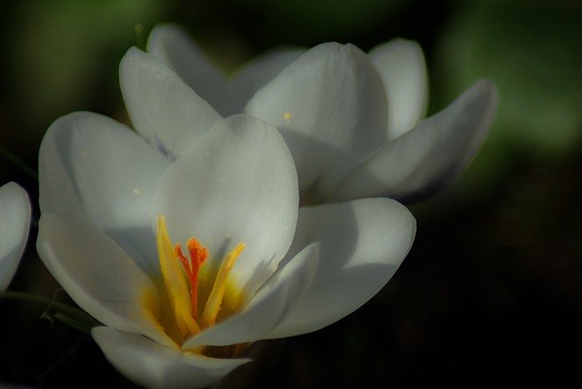 Free download Crocus Plants Flower -  free photo or picture to be edited with GIMP online image editor