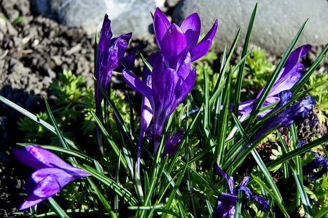 Free download Crocus Plant Spring -  free photo or picture to be edited with GIMP online image editor