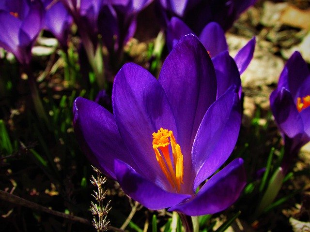 Free download Crocus Purple -  free photo or picture to be edited with GIMP online image editor