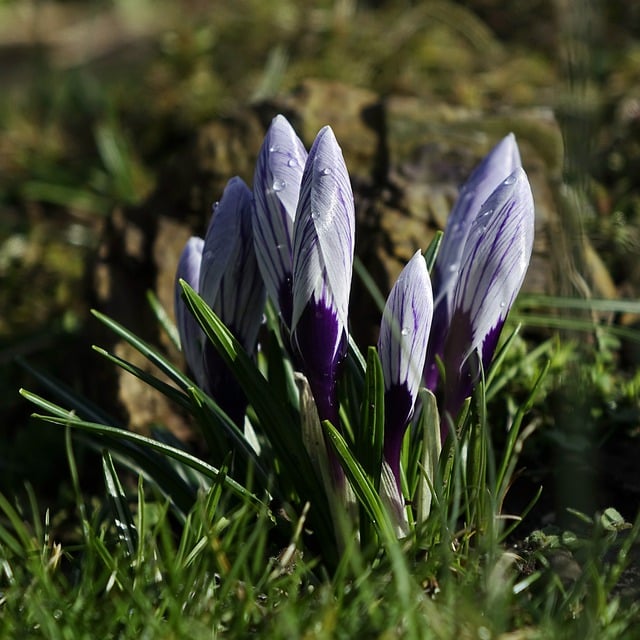 Free download crocus purple crocus purple flowers free picture to be edited with GIMP free online image editor