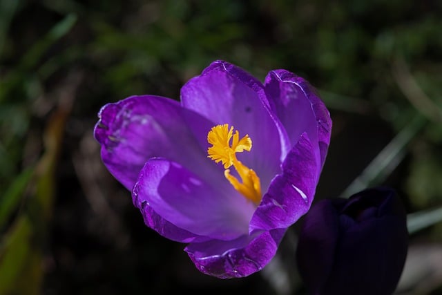 Free download crocus purple flower purple crocus free picture to be edited with GIMP free online image editor