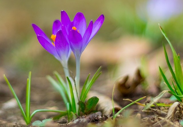 Free download Crocus Purple Plant Breeding -  free photo or picture to be edited with GIMP online image editor